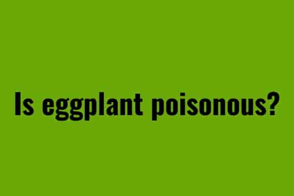 Is eggplant poisonous?