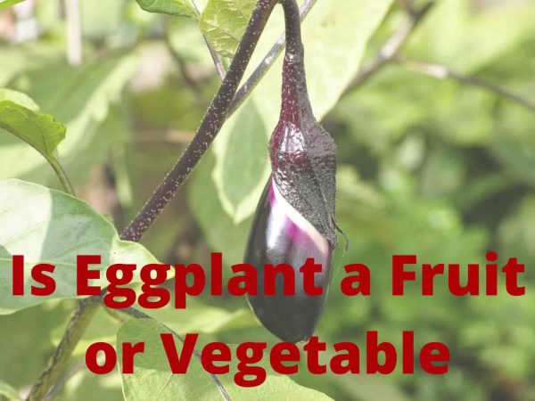 Is Eggplant a Fruit or Vegetable