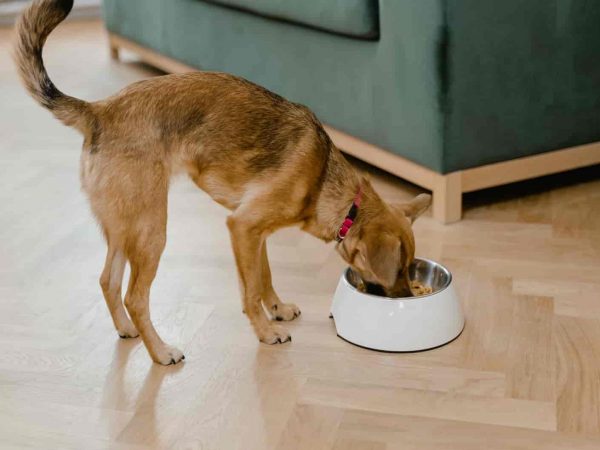 Is Purina One A Good Dog Food or Is It Just Right?
